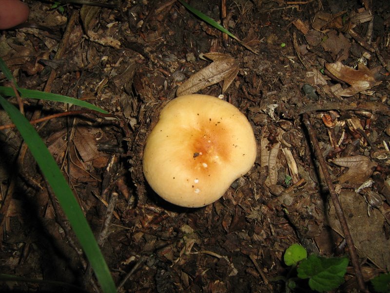 Ancora da Le Piastre (PT)